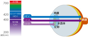 高エネルギー可視光線の透過図です